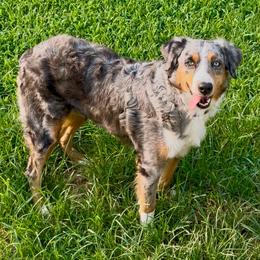 Nova - Blue merle female Australian Shepherd puppy in Clover, South Carolina from Jo’s Aussies