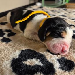Romy - Black brown and white female Basset Hound puppy in Denison, Texas from Emma Lou's Baby Bassets