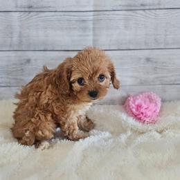 Ruby Belle - Apricot female Cavapoo puppy in Decatur, Illinois from We R Puppies-Petite Pups