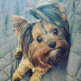 Khaleesi - Yorkshire Terrier