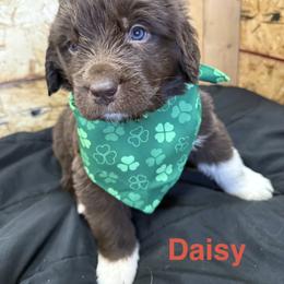 Daisy - White and brown female Newfoundland puppy in Goodhue, Minnesota from Claypits Newfoundlands