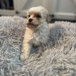 Maltipoo Puppies from Quiana's Maltipoos