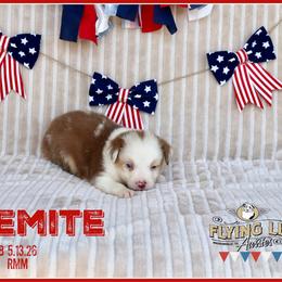 Yosemite - Red merle male Miniature Australian Shepherd puppy in Madisonville, Texas from Flying LL Aussies