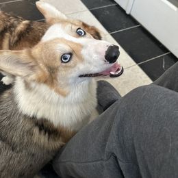 Frank Winston - Blue merle and white male American Corgi puppy in Washington from PNW Corgis