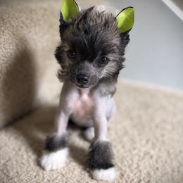 Brownie- Hairy Hairless Girl - Slate female Chinese Crested puppy in Tomball, Texas from Gracieux Chinese Cresteds