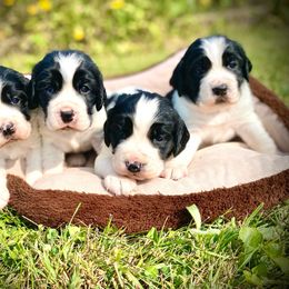 English Springer Spaniel puppies from Hurds Hound Haven