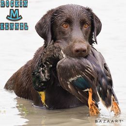 Rue - Labrador Retriever