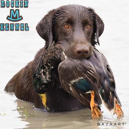 Rue - Labrador Retriever
