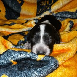 Anchor - Piebald male Dachshund puppy in La Junta, Colorado from Royal King’s Mini Dachshunds
