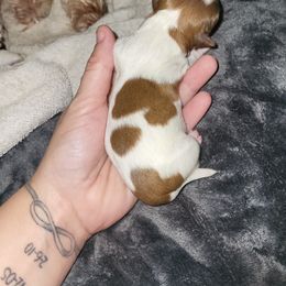 Chihuahua, Shih Tzu, and Siberian Husky Puppies from Magnolia Farm's LLC