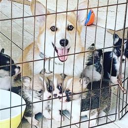 Pembroke Welsh Corgi Puppies from Corgis Hawaii Pleasantstone Aloha Corgis