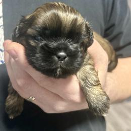 Boy 4 - Black and tan male Shih Tzu puppy in Oregon, Ohio from Gogol Family Shih Tzus