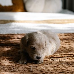Schroeder - Apricot male Schnoodle puppy in Grove, Oklahoma from Grand Lake Poodles & Doodles