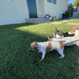 Italian Greyhound Puppies from Bahia Verde’s Kennels