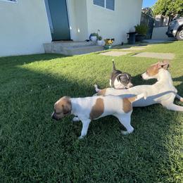 Italian Greyhound Puppies from Bahia Verde’s Kennels