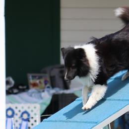 Shetland Sheepdogs from Lexy Hannon
