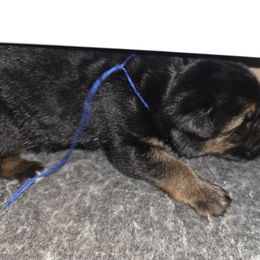 Blue ribbon - Black and red male German Shepherd puppy in Lyndonville, New York from Steinholtz German Shepherds