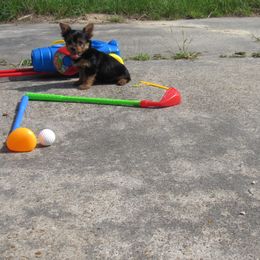 Yorkshire Terrier Puppies from Holy Terriers Yorkies