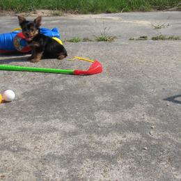 Yorkshire Terrier Puppies from Holy Terriers Yorkies