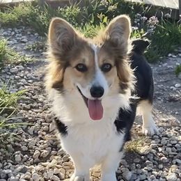 Daisy Mae - Pembroke Welsh Corgi