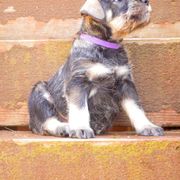 Standard Schnauzer Puppies from Uhlan Standard Schnauzers