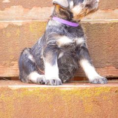 Standard Schnauzer Puppies from Uhlan Standard Schnauzers