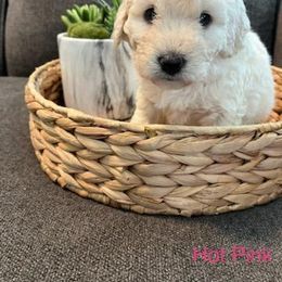 Goldendoodle Puppies from Pacific Goldendoodle, LLC