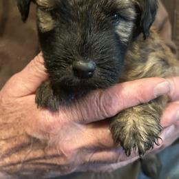 Hobbit (Orange Collar) - Wheaten male Soft Coated Wheaten Terrier puppy in Cody, Wyoming from Yellowstone Breeders