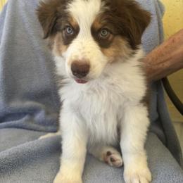 Australian Shepherd Puppies from Al Sira Australian Shepherds