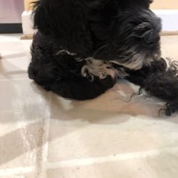 Portuguese Water Dog Puppies from Presidio PWDs
