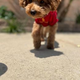 Cavapoo and Poodle All Grown Up from Fletcher fuzzy friends