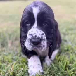 Elijah Craig - Black and white male English Springer Spaniel puppy in Hawesville, Kentucky from Bristol’s Southern English Springer Spaniels