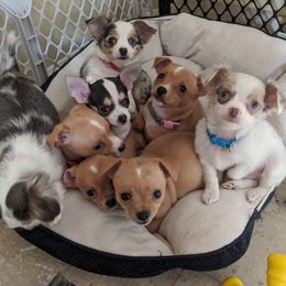 Chihuahua Puppies from Dauntless Chihuahuas