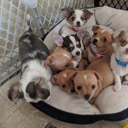 Chihuahua Puppies from Dauntless Chihuahuas
