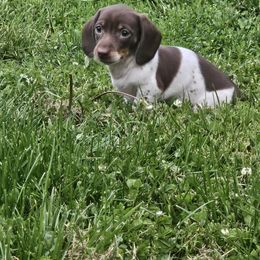 Dachshund Puppies from Kristen Yonkie