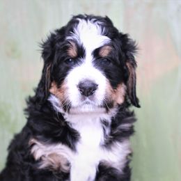 Bernedoodle Puppies from Richardville Hunde
