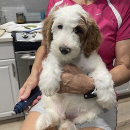 "Arielle puppy" Goldendoodle Puppies from BFF Goldendoodles