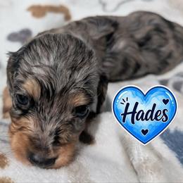 Hades - Dapple male Dachshund puppy in Winter Haven, Florida from Katrina's Punk Rock Dachshunds