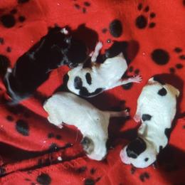 Chihuahua Puppies from Mataje Chihuahuas