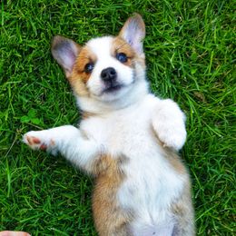 Australian Shepherd and Pembroke Welsh Corgi Puppies from Salt Creek Farm Dogs