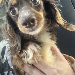 Sweets - Dachshund