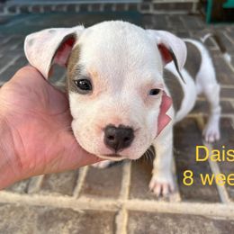 American Staffordshire Terrier Puppies from Winterwood Amstaffs
