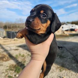 Crusoe - Black and tan male Dachshund puppy in Cedarcreek, Missouri from Cedarcreek Dachshunds