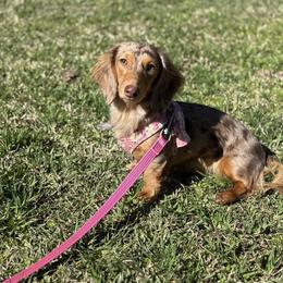 Dachshunds from Southern Grace Doxies