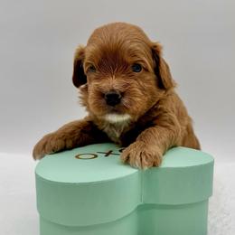 Butterscotch - Apricot male Cavapoo puppy in La Vernia, Texas from Texas Teddy Bears
