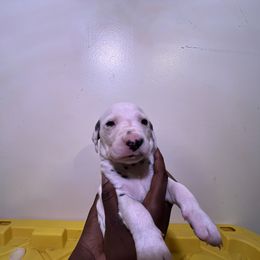 Boy 4 - White and black Dalmatian puppy in Virginia from Andersons Toy Box LLC