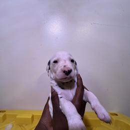 Boy 4 - White and black Dalmatian puppy in Virginia from Andersons Toy Box LLC