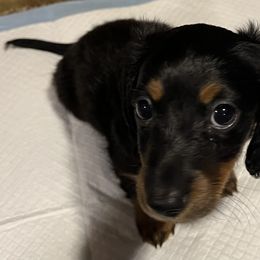 Dachshund Puppies from Bergamo’s  Dachshunds