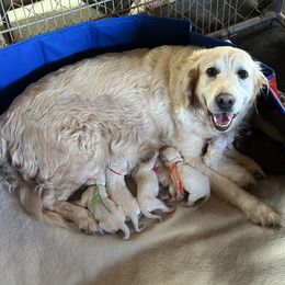 Ava - Golden Retriever