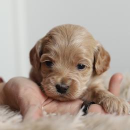 Purple - Apricot female Australian Labradoodle puppy in Williamstown, New York from Lewis Manor Labradoodles